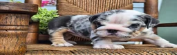 English Bulldog dogs for sale: Blizzard - Ad 4