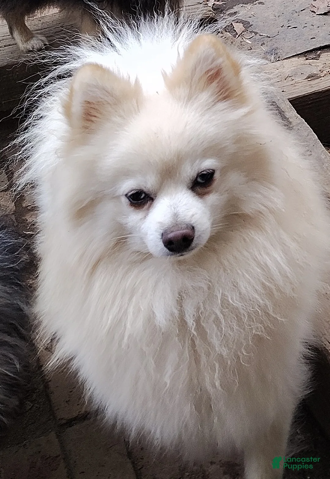 Pomeranian dogs for sale: Pomeranian Puppy 1 - Ad 3