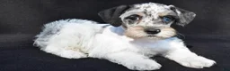 Schnoodle dogs for sale: Hali - Ad 3