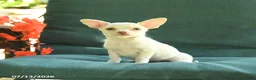 Chihuahua dogs for sale: Peanut  - Ad 3