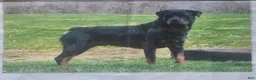 Rottweiler dogs for sale: Wren - Ad 4