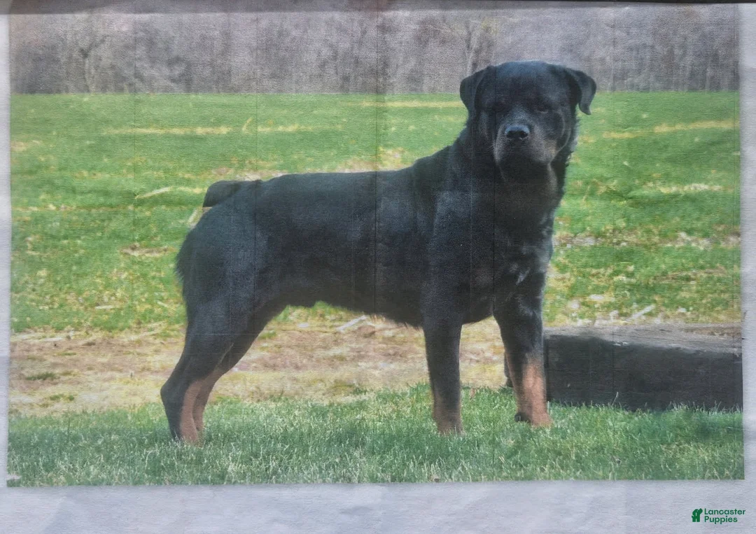 Rottweiler dogs for sale: Wren - Ad 4
