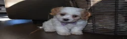 Cavachon dogs for sale: Benita  - Ad 3