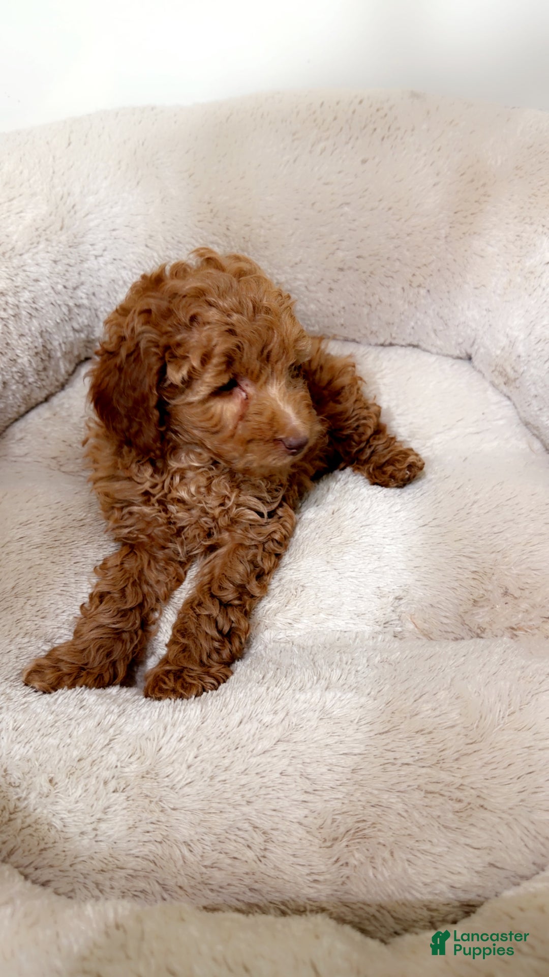 Maltipoo dogs for sale: Louie  - Ad 3