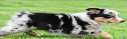 Australian Shepherd dogs for sale: Brent - Ad 8