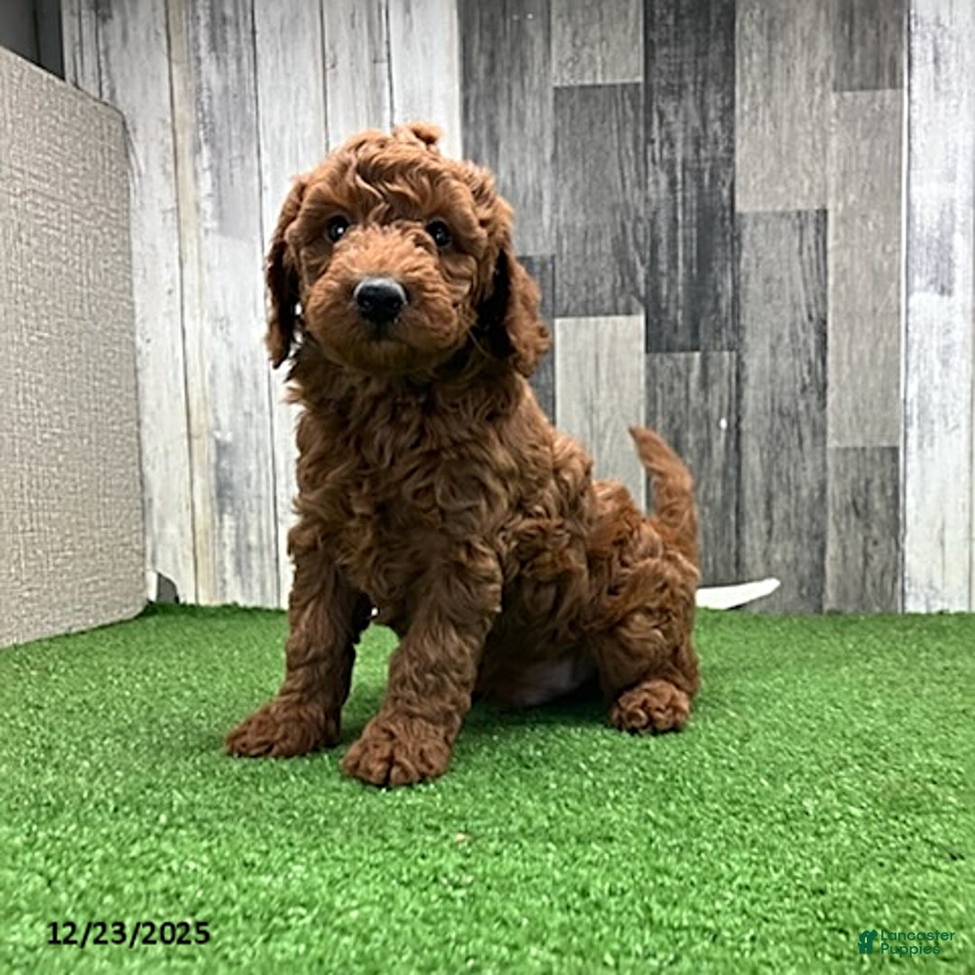Mini Goldendoodle dogs for sale: Alex - Ad 2