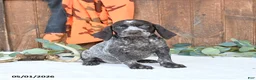 German Shorthaired Pointer dogs for sale: Mocha - Ad 4