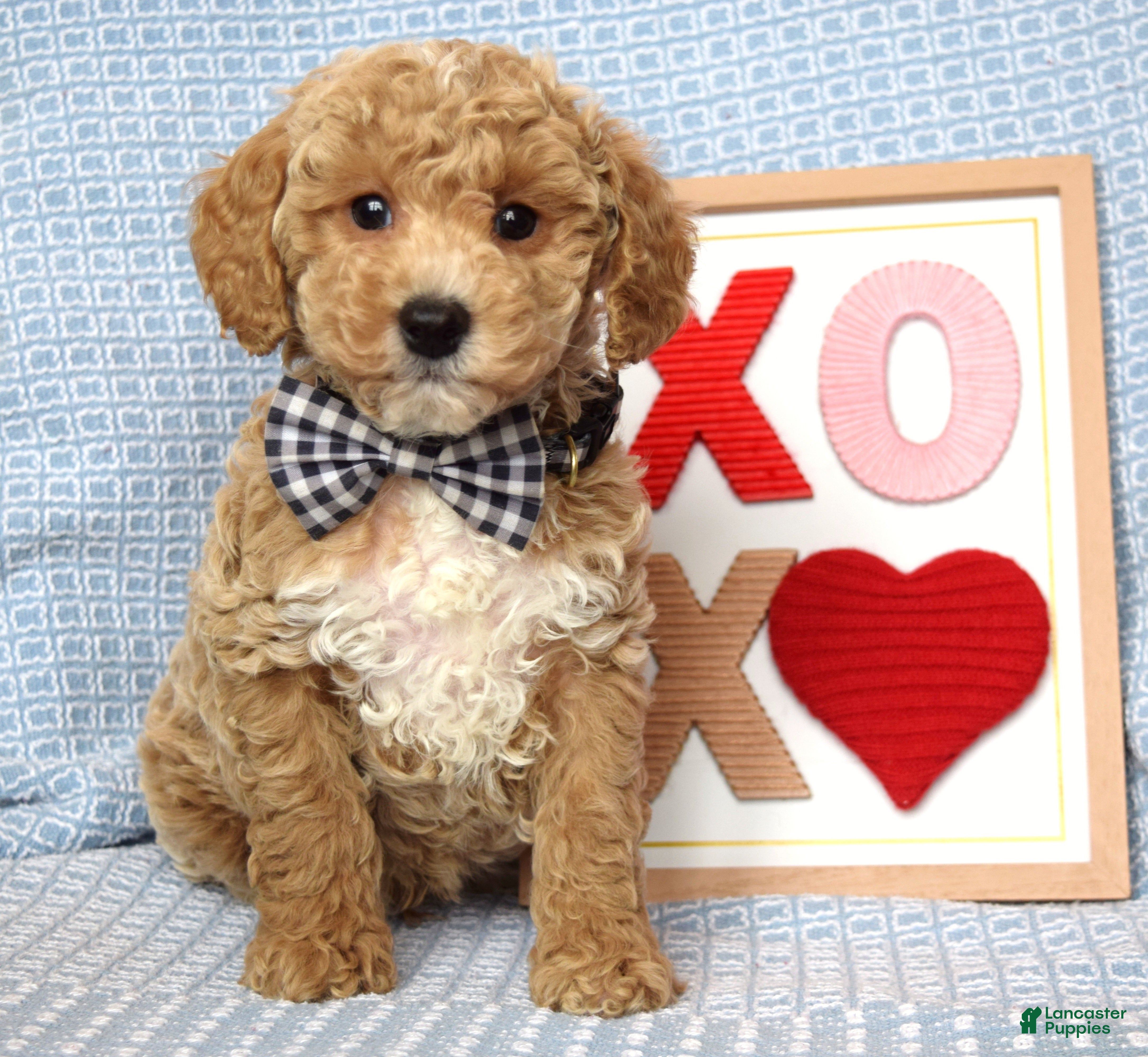Toy Poodle dogs Parker - Ad 2