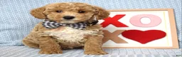 Toy Poodle dogs for sale: Parker - Ad 2