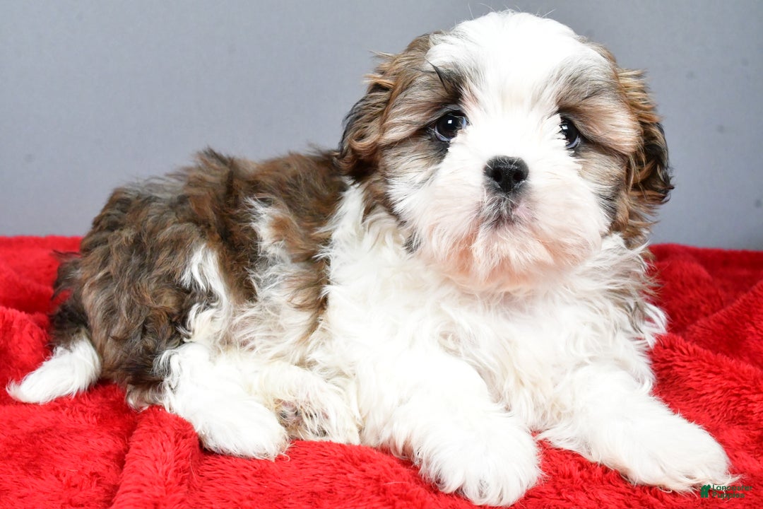 Shih Tzu dogs for sale: Rocket - Ad 2