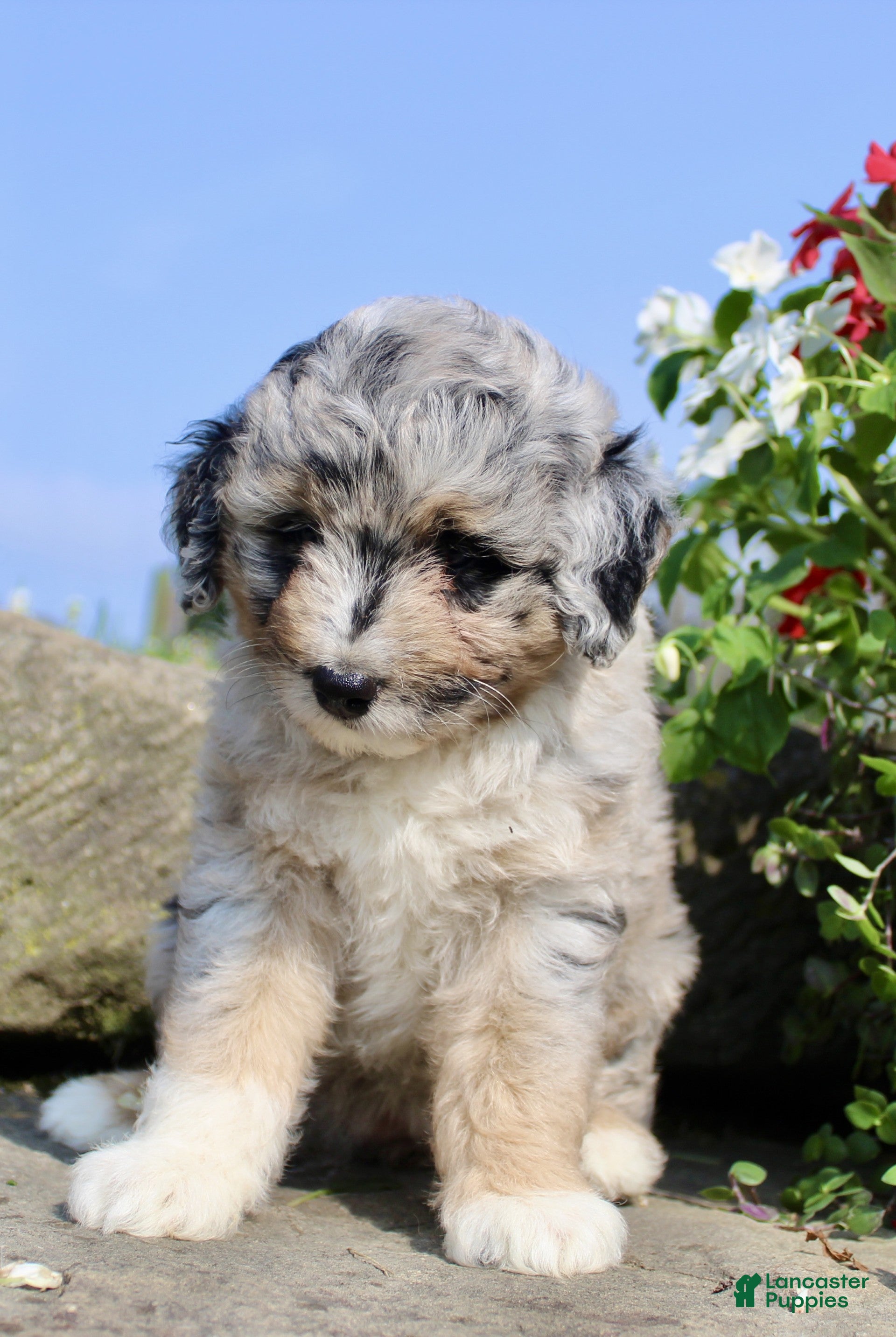 Mini Aussiedoodle dogs Petunia - Ad 2
