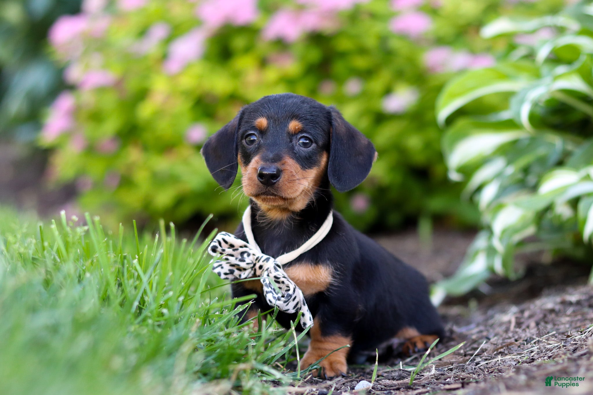 Miniature Dachshund dogs Anson - Ad 2