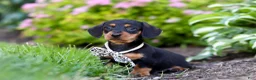 Miniature Dachshund dogs for sale: Anson - Ad 2