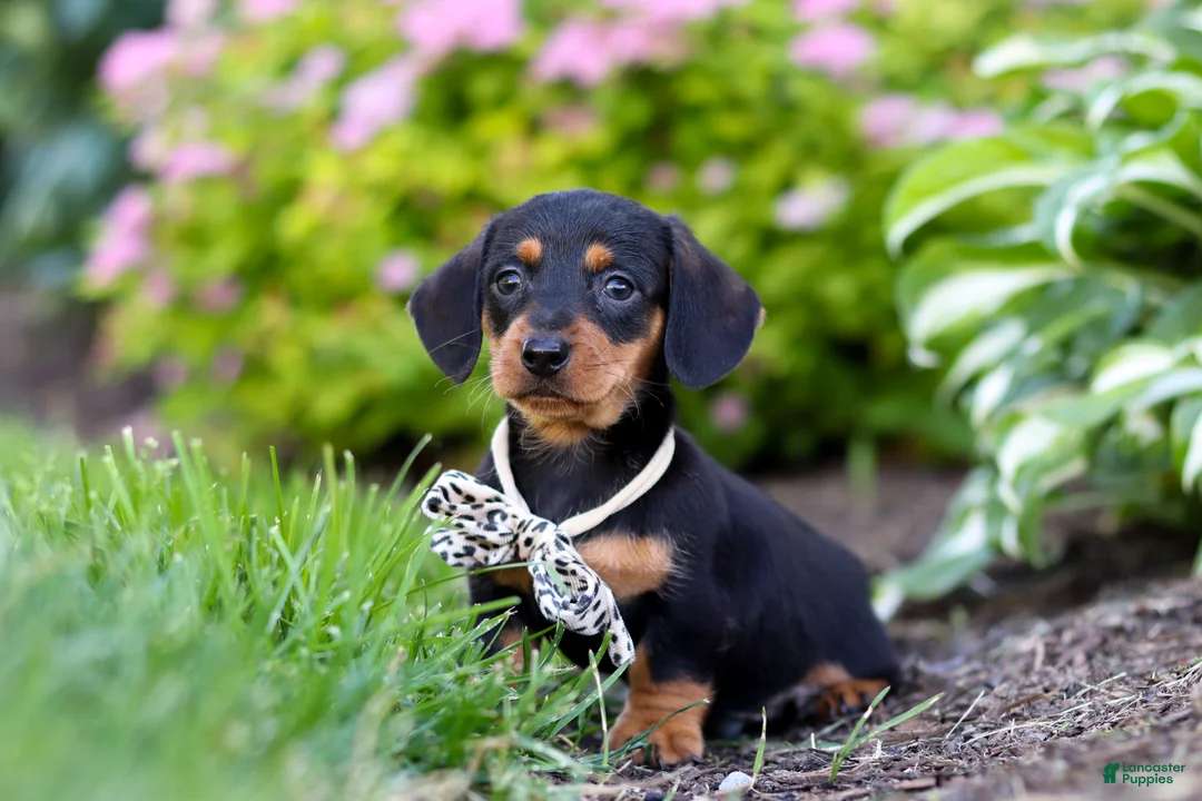 Miniature Dachshund dogs for sale: Anson - Ad 2