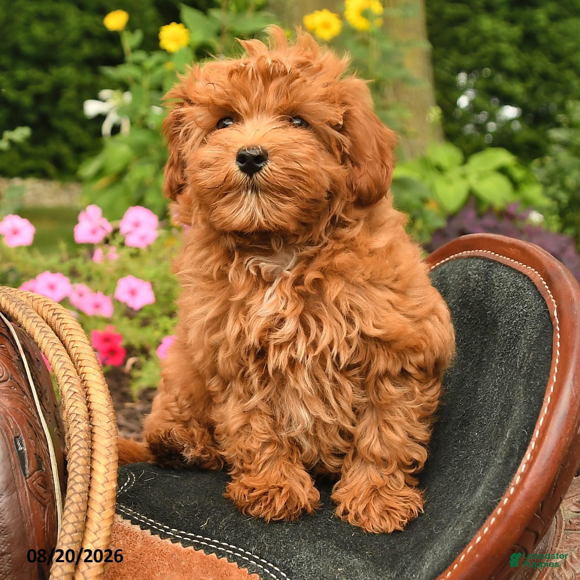 Miniature Labradoodle dogs Muffin - Ad 1