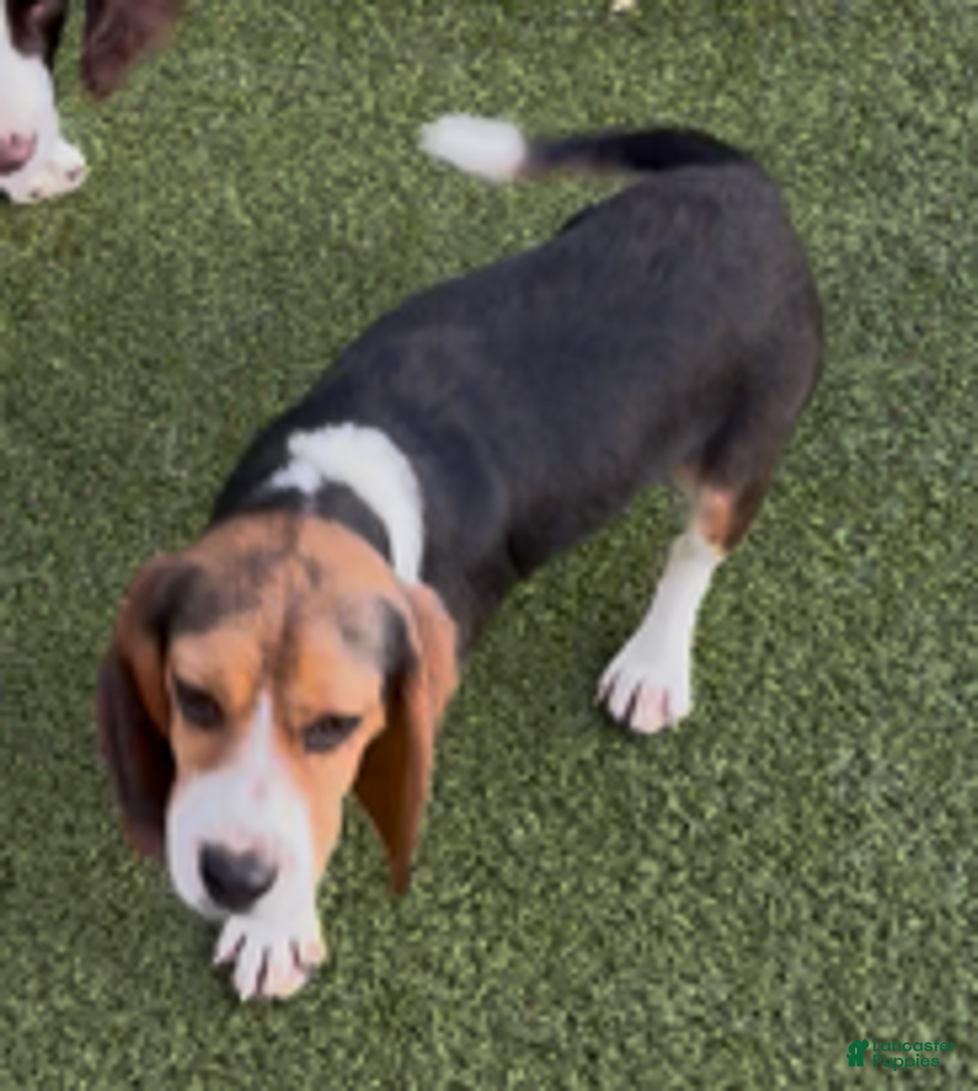 Beagle dogs for sale: Angel - Ad 3