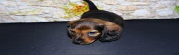 Miniature Dachshund dogs for sale: Lizz - Ad 16