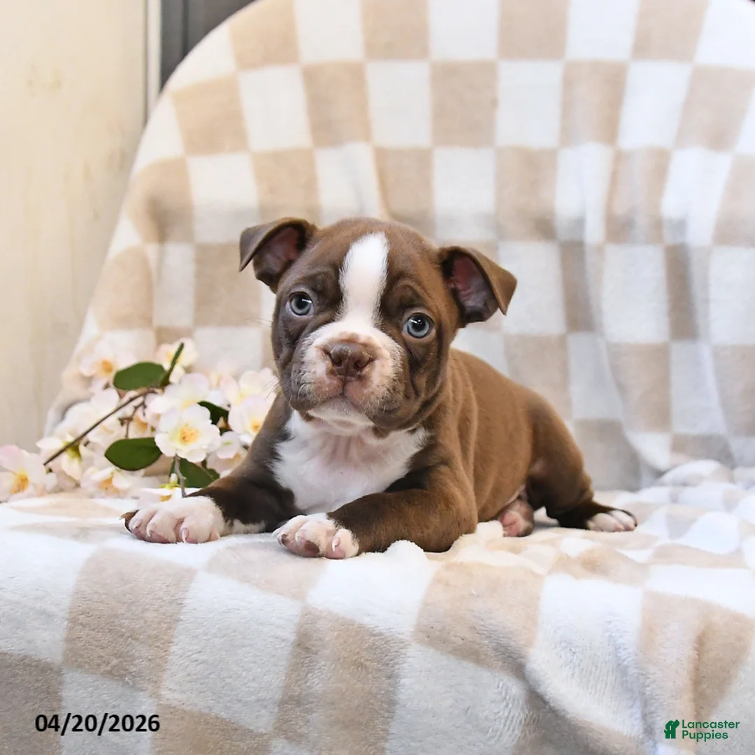 Boston Terrier dogs for sale: Ben - Ad 3