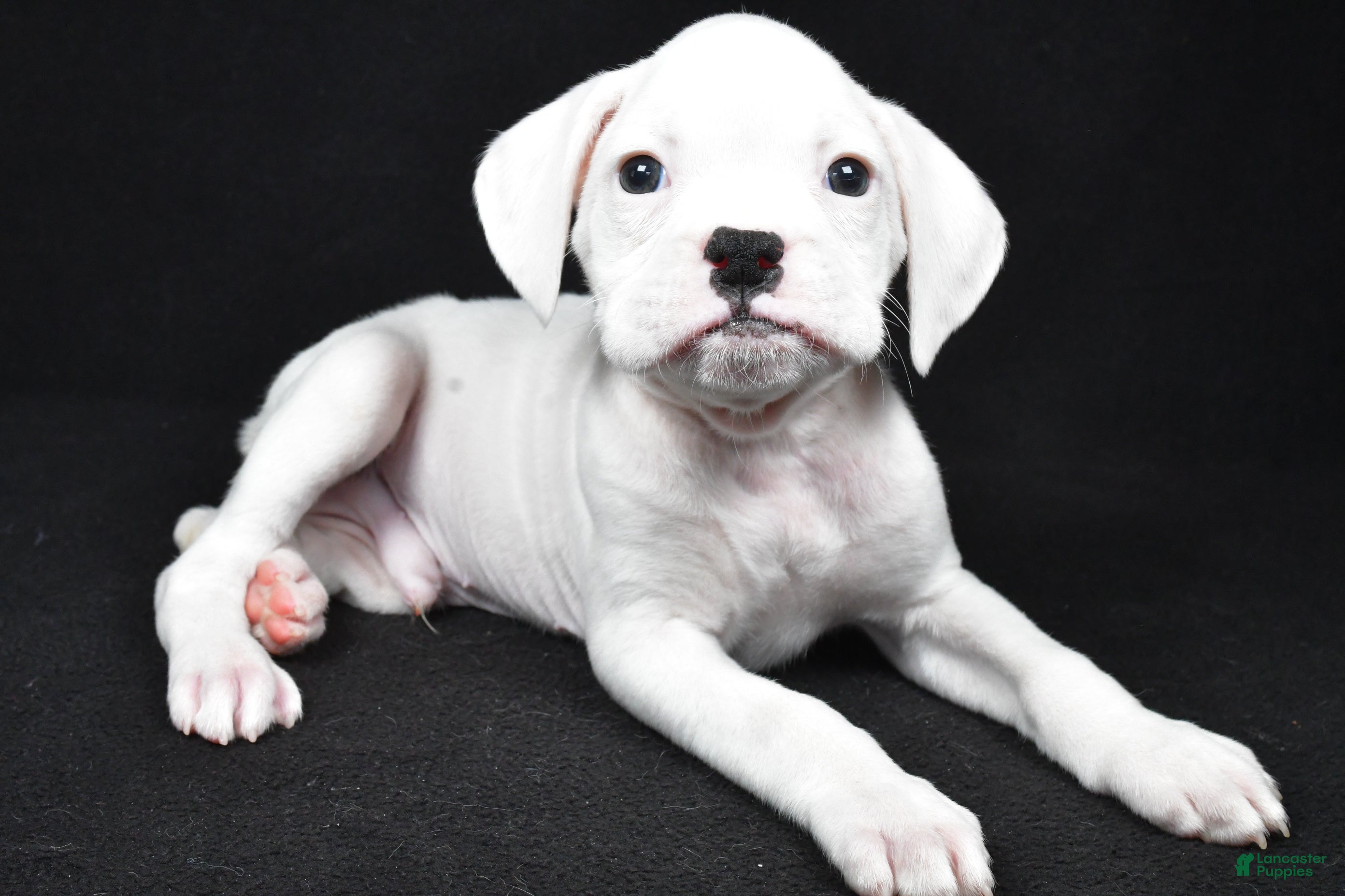 Boxer dogs Teddy - Ad 2