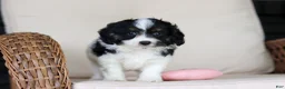Cavapoo dogs for sale: Hunter - Ad 7