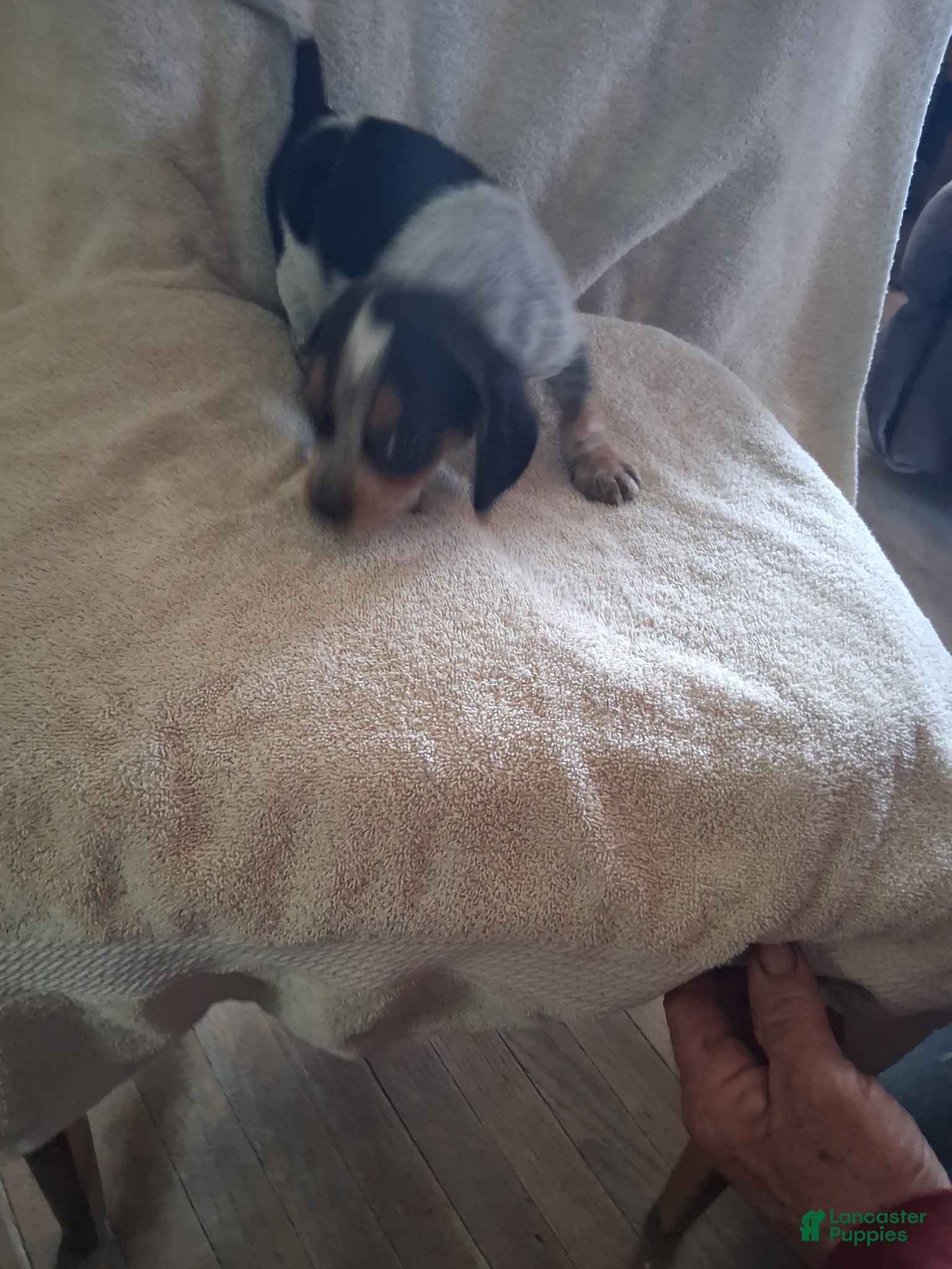 Mixed Breed dogs Hank - Ad 2