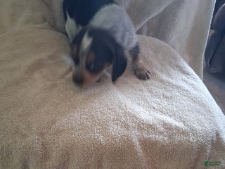 Mixed Breed dogs Hank - Ad 27