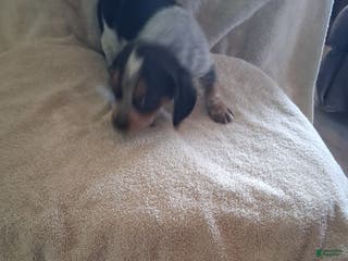 Mixed Breed dogs Hank - Ad 6