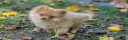 Pomeranian dogs for sale: Toulouse Pomeranian  - Ad 4