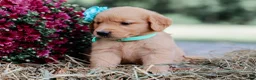Golden Retriever dogs for sale: Abby AKC Golden Retriever Pup - Ad 5