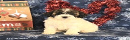 Miniature Poodle dogs for sale: Chase - Ad 3