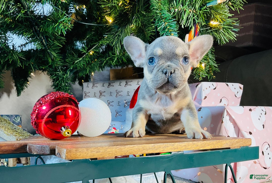 French Bulldog dogs for sale: PABLO - Ad 4