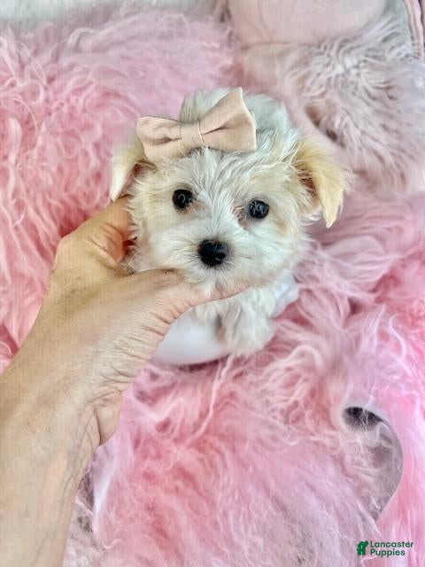 Maltese dogs Maltese Puppy 1 - Ad 14