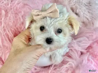 Maltese dogs Maltese Puppy 1 - Ad 14