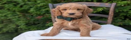 Mini Goldendoodle dogs for sale: Brody - Ad 10