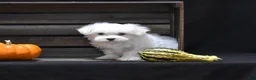 Maltese dogs for sale: Koda - Ad 4