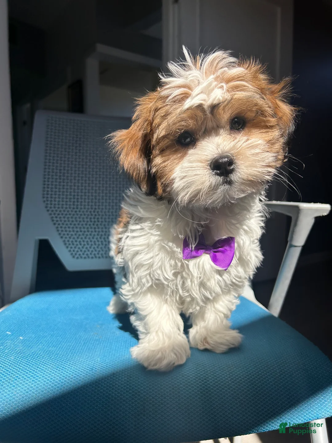 Malshi dogs for sale: Malshi Puppy 1 - Ad 1