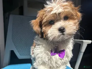 Malshi dogs Malshi Puppy 1 - Ad 8