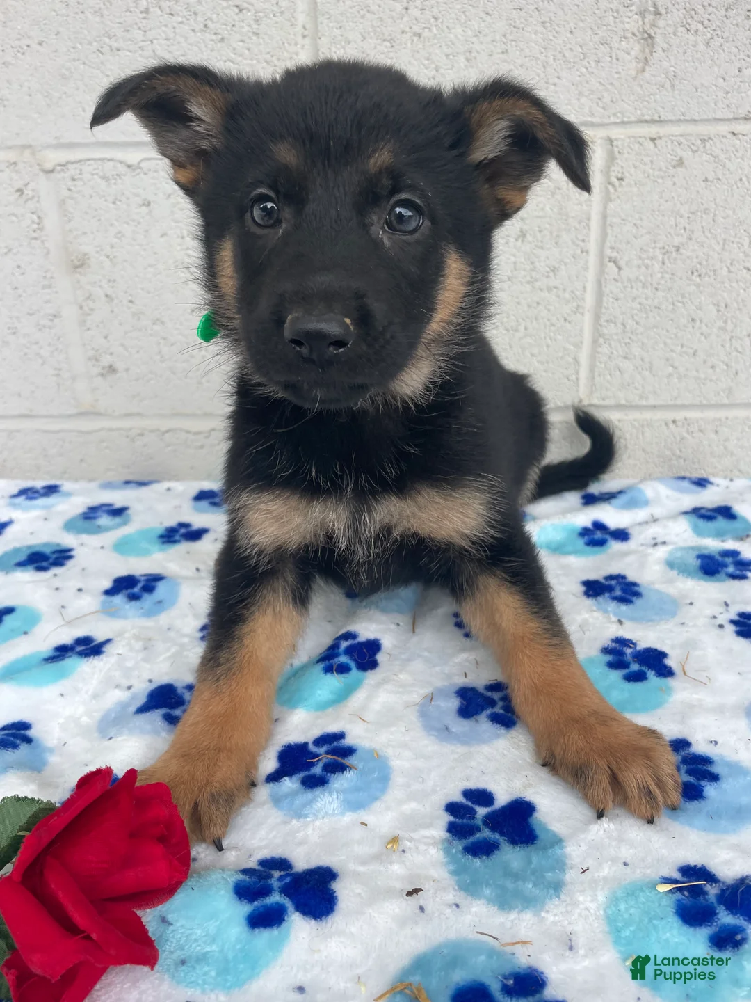 German Shepherd dogs for sale: Carly - Ad 4