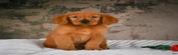 Golden Retriever dogs for sale: Penny - Ad 11