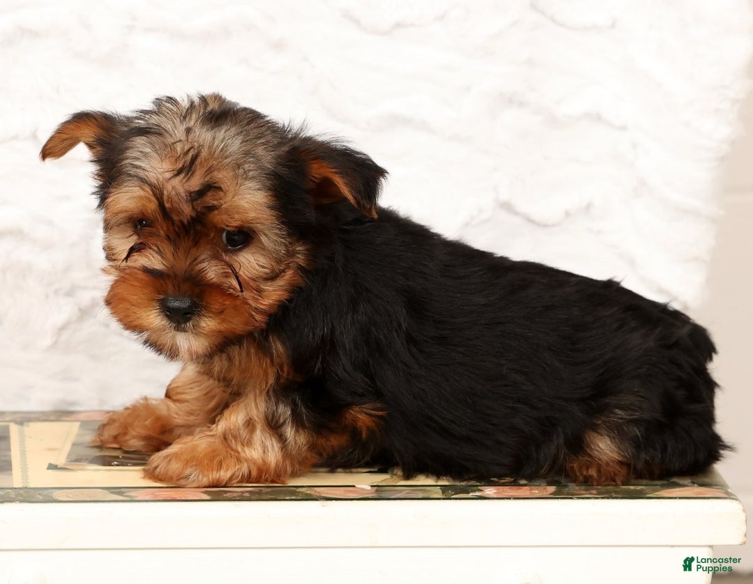 Yorkshire Terrier dogs for sale: Apollo - Ad 9