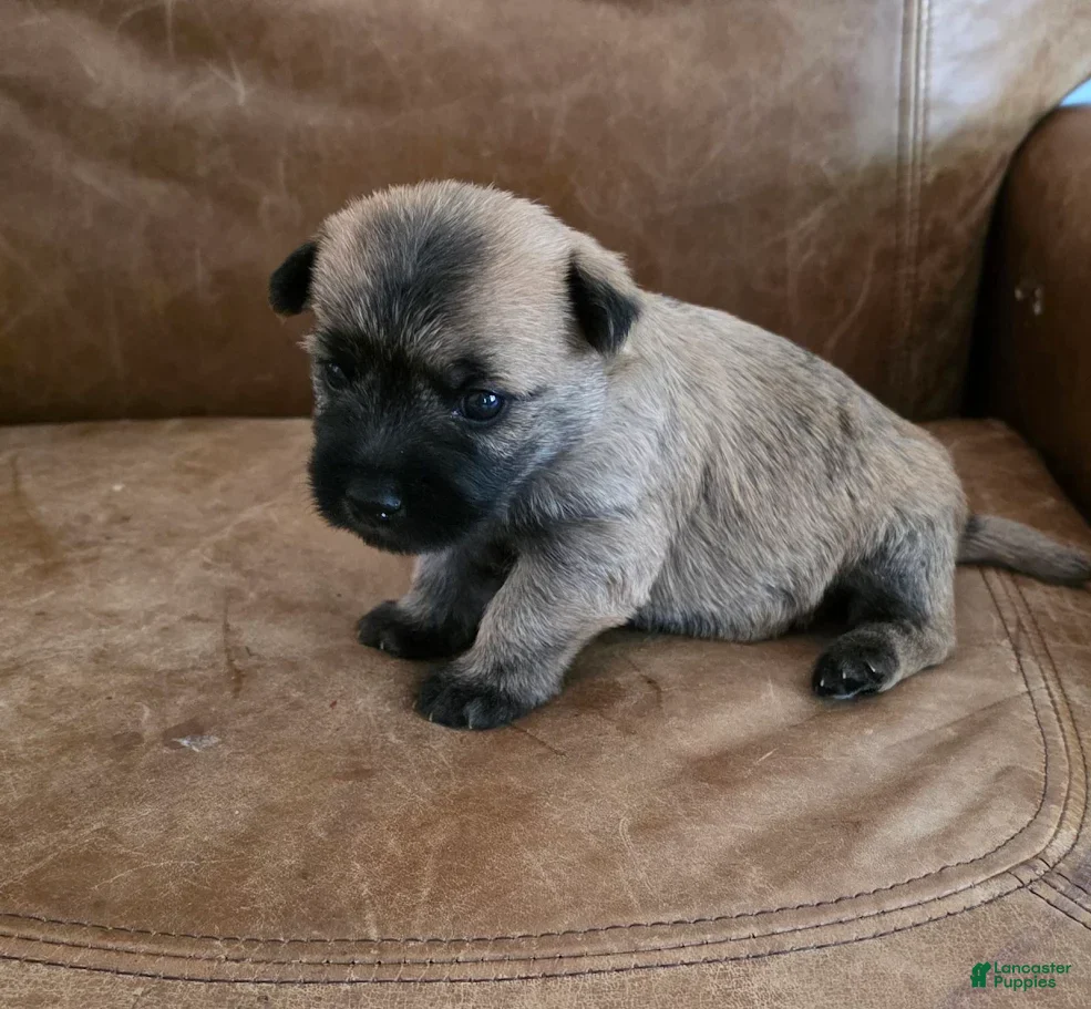 Cairn Terrier dogs Magnolia - Ad 2