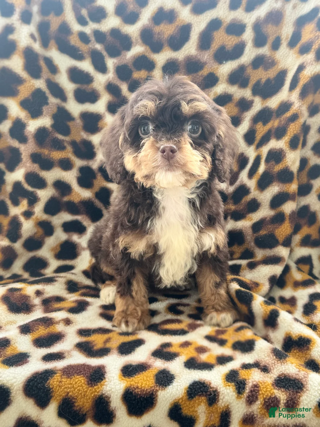 Cockapoo dogs for sale: Penny  - Ad 2