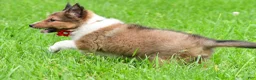 Shetland Sheepdog dogs for sale: Karma - Ad 6