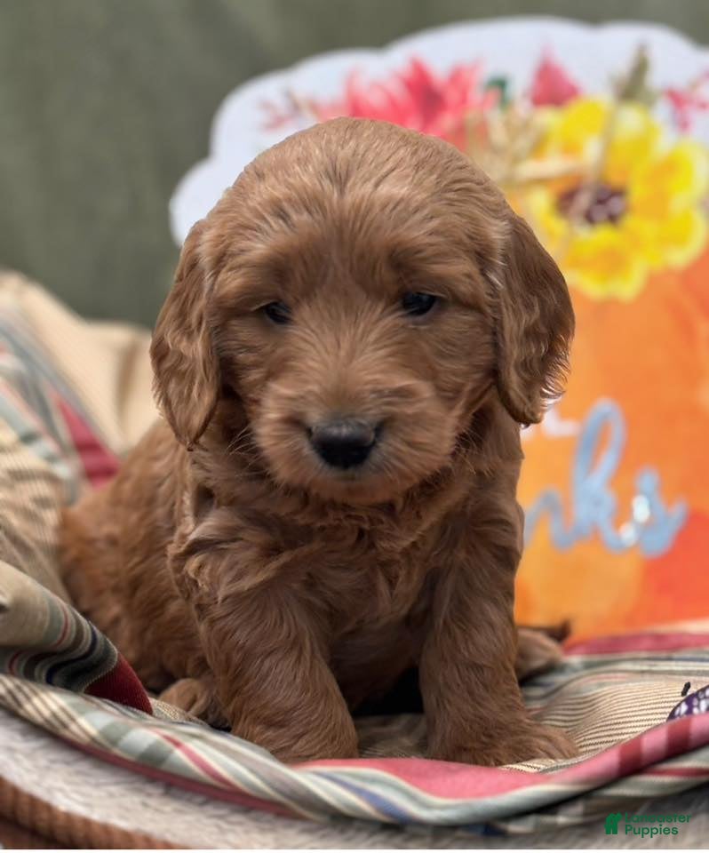 Mini Goldendoodle dogs Penny - Ad 16