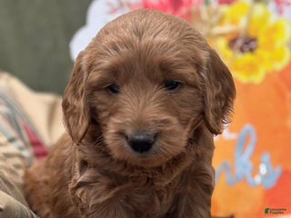 Mini Goldendoodle dogs Penny - Ad 40