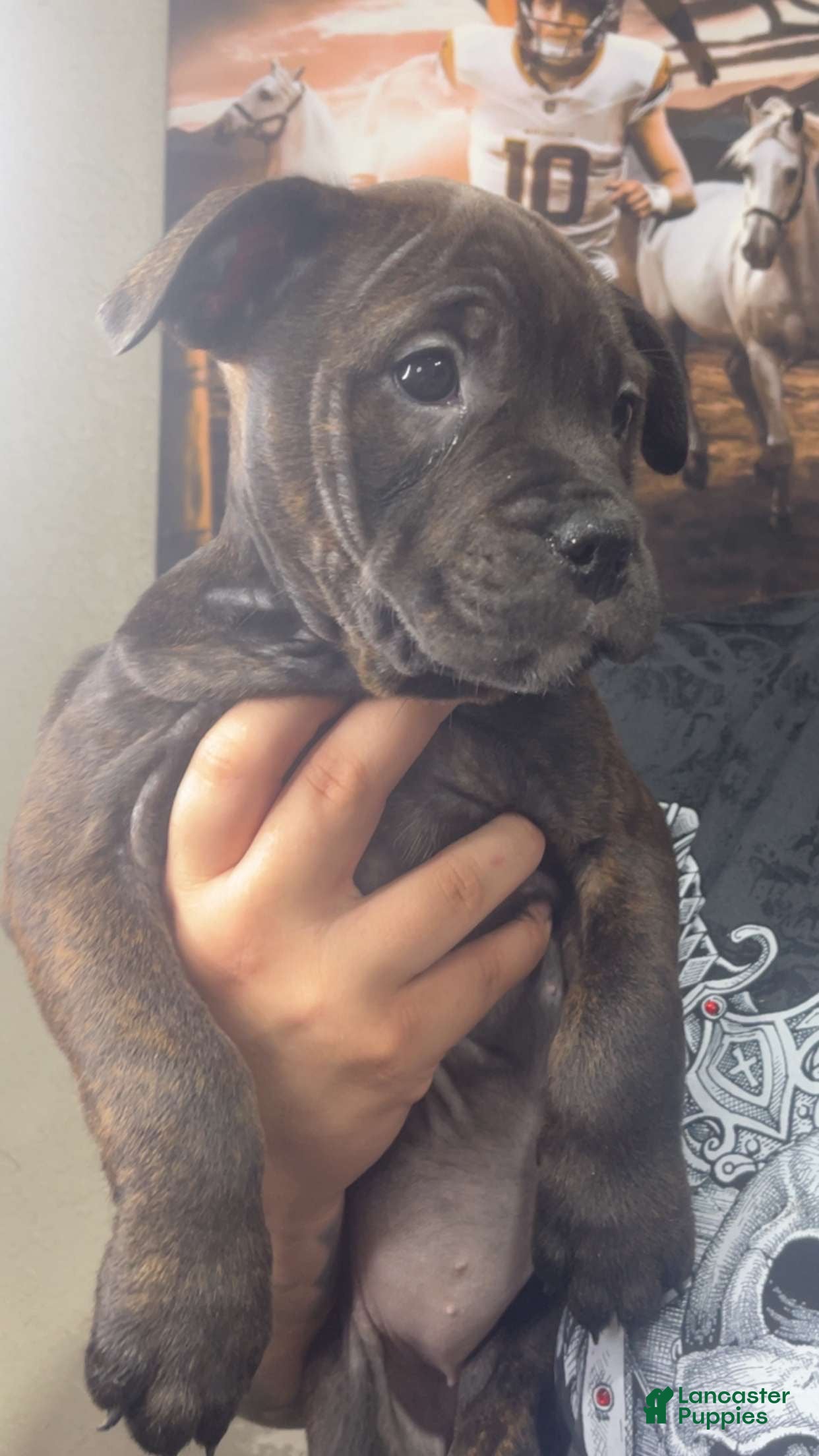 Mixed Breed dogs Rosie  - Ad 2