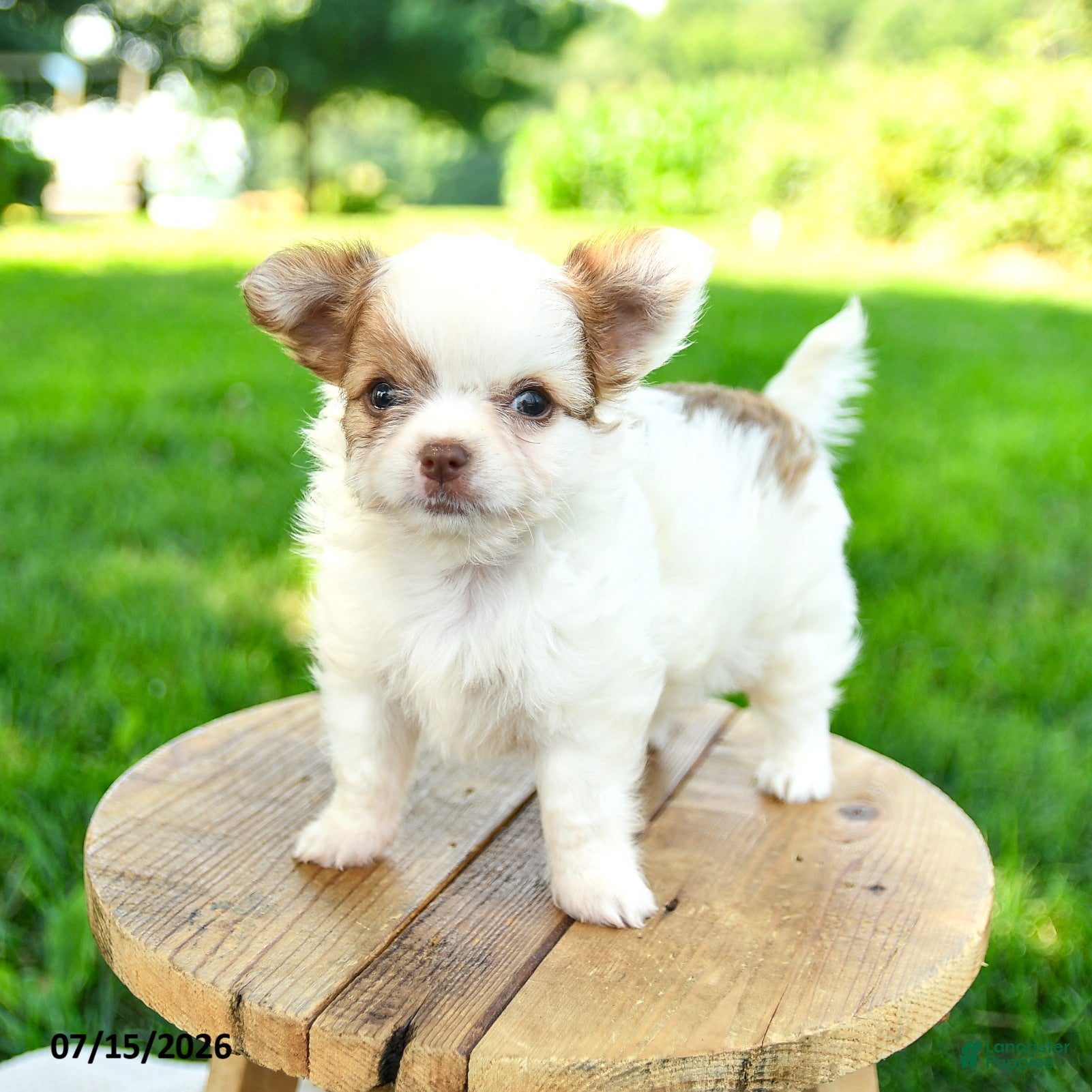 Chihuahua dogs Noah - Ad 1