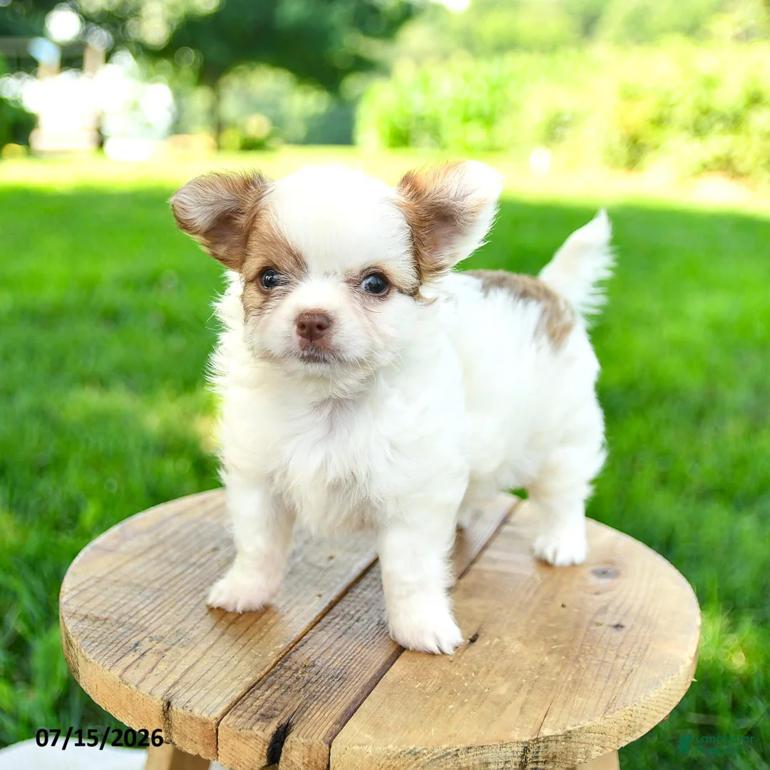 Chihuahua dogs for sale: Noah - Ad 1