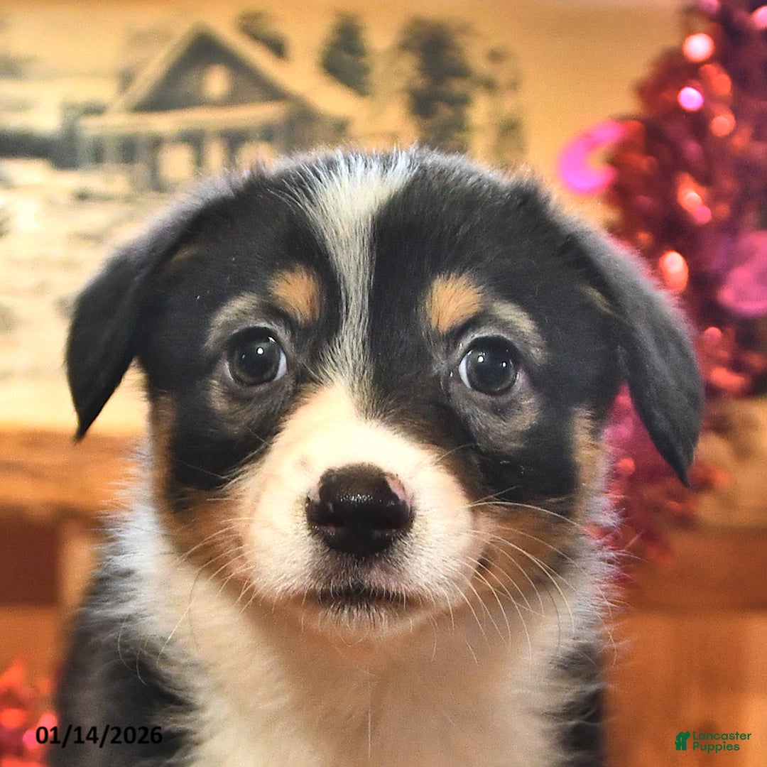 Welsh Corgi Pembroke dogs for sale: Skye - Ad 4