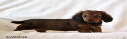 Miniature Dachshund dogs for sale: Whisper - Ad 5